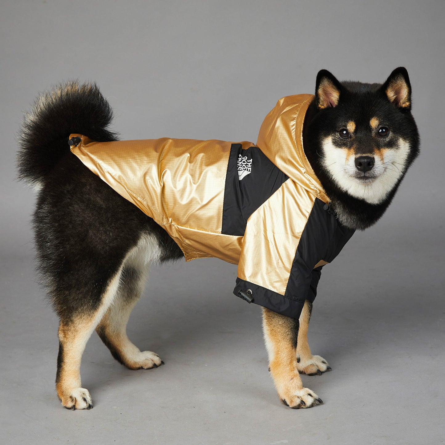 Canine Summit Jacket: Adventure-Ready Drip - BetaDawgz